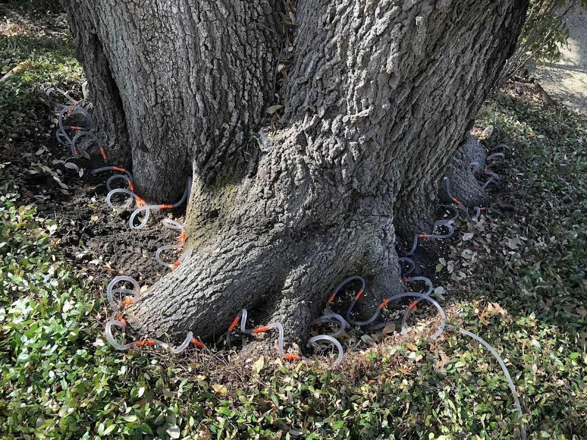 Detailed Tree Cabling and Bracing job site in Dahlgren