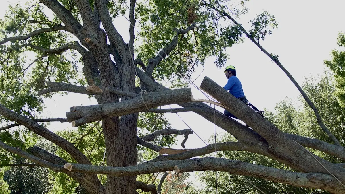 Professional Crown Thinning performed by certified arborists in Dahlgren